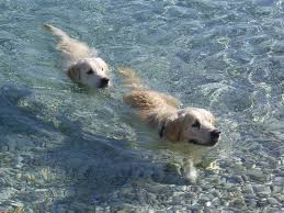 Like a mischief seeking missile, golden retriever puppies are known to be very inquisitive and eager to explore and play. Golden Retriever Rescue In Illinois Adopt A Golden Retriever Near You Golden Hearts