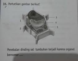 Check spelling or type a new query. Penebalan Dinding Sel Tumbuhan Terjadi Karena Organel Bernomora 1b 2c 3d 4e 5 Brainly Co Id