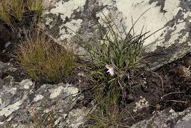 Image result for Xerophyta argentea