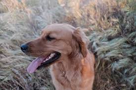 During your phone consultation or in person pick up we will discuss with you exactly what you can expect from your pup when they come home. Los Angeles Camp Alex Macias Dog Training
