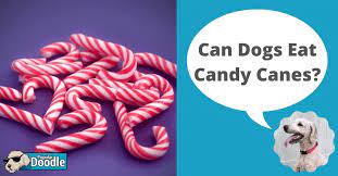 Can Dogs Eat Candy Canes Are Candy Canes Bad For Dogs
