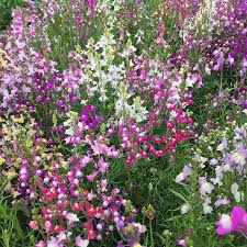 Image result for Linaria
