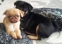 Black And Tan Pug Cute Pug Puppies Unique Caramel And Black Tan Colors Perros Pug Pug Perros