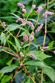 Image result for Persicaria barbata