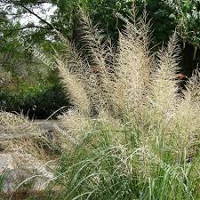 Image result for Sporobolus mauritianus