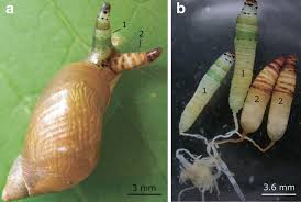 Parasite of the Day: Leucochloridium paradoxum (revisited)