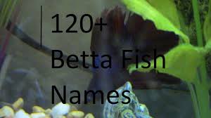 If you need a name for your male betta or female betta fish, this article will help you pick a name, or at least provide you with some inspiration. 120 Adorable Betta Fish Names Youtube