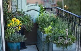Here are some tips and ideas to maximize the consider how much weight your balcony can support and err on the side of caution. How To Grow Vegetables On Your Balcony Shemazing