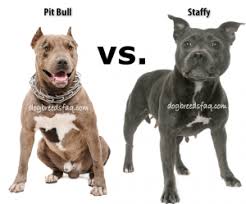 In the debate of staffordshire bull terrier vs pitbull, it's a good idea to have all your facts straight! Are Pit Bulls And Staffies The Same Dog Breeds Faq Staffordshire Bull Terrier Puppies Bull Terrier Puppy Staffy Dog