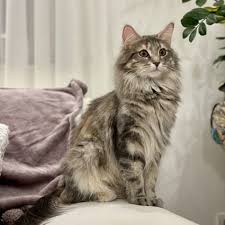 Our norwegian forest cats also enjoy a secure outdoor space safe from predators and street dangers but free to experience the sounds of birds and play in the powdery rocky mountain snow showers, a natural habitat for these northerners! About Us Midola S
