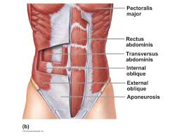 Your workouts should be designed to train. Related Pictures Muscles Muscular System Human Body Anterior Abdominal Muscles Anatomy Abdominal Muscles Muscle Anatomy