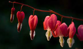 Maybe you would like to learn more about one of these? Bleeding Heart Flower Dicentra Spectabilis Care
