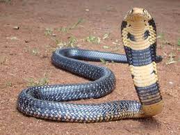 Pin On Venomous Serpentes