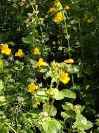 Image result for Geophila erythrocarpa