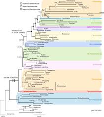 Image result for Athroisma gracile