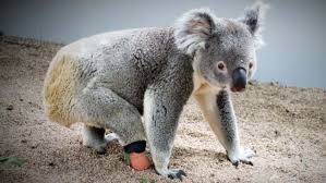 New zealand bans live export get the latest. When Prosthetic Makers Said It Couldn T Be Done Dentist Gives Orphaned Koala A New Foot