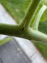 Image result for BLACKFLY ON TOMATO PLANTS