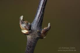 Image result for Thesium wilczekianum