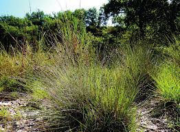 Image result for Scleria bequaertii