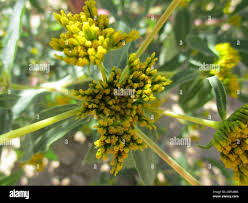 Image result for Flaveria bidentis