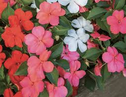 Image result for Impatiens austrotanzanica
