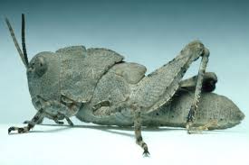 Image result for Dissotis caloneura