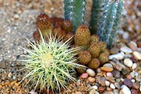 That varies depending on the potency of the edibles, your. Why Your Garden Needs Golden Barrels Debra Lee Baldwin