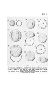 Image result for Thomandersia hensii