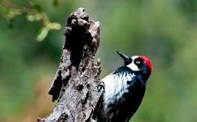 Black and white bird with red head. Wild Bird Identification By Color Online Bird Guide Jay S Bird Barn