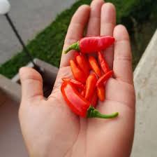 In questa pagina trovi tutto quello che ti serve sapere per usare i mezzi di trasporto di londra con agilità e risparmiando. Come Coltivare Peperoncino Tabasco Guida Per Principianti