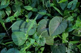 Image result for Merremia palmata