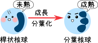 好中球の検査値ー左方移動 左方偏移 とは