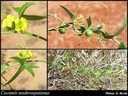 Image result for Cucumis maderaspatanus