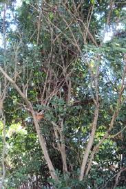 Image result for Vitex doniana