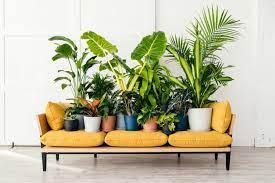 From tiny succulents to large, leafy tropical specimen plants, only your imagination is the limit to how many/which ones will find their way into your home. Best Indoor Plants The Best Houseplants For Stylish Homes Real Homes