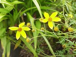 Image result for Bidens oligoflora