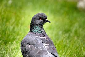 The type with the greatest risk is highly pathogenic avian influenza (hpai). How To Cure Pigeon Neck Twisting Pigeon Neck Twisting Treatment