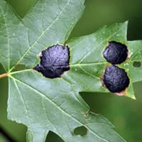 Tree injection trials on giant sequoia the main emphasis of these trials is on long term systemic control using chemistries that have a broad spectrum of activity.; Tree Problems Symptoms Diagnosis For Trees In Westchester Ny