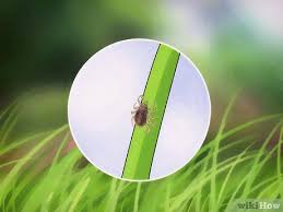 „man kann einen garten nicht zeckenfrei halten, sagt mackenstedt. Zecken Im Garten Loswerden Mit Bildern Wikihow