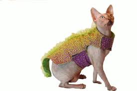 The Lesser Spotted Lizard Sphynx Cute Cat Harness Cat Clothes Cat Costumes