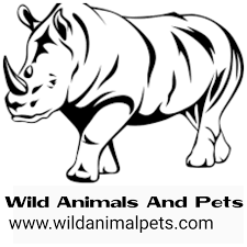 We're located at 25 union st., lodi nj. Wild Animals And Pets 256771868163 Own Your Dream Wild Pet