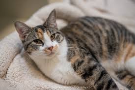 Photos posted recently to the organization's facebook page shows just a few of the cats and dogs available right now. Friends For Life Update And A Pet Portrait Event You Don T Want To Miss Houston Pet Photography