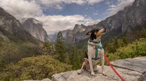 Many of michigan's most stunning campgrounds and rv parks are pet friendly, too. Dog Friendly National Parks In The West In 2020 National Parks Petrified Forest National Park Cascade National Park