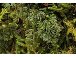 Image result for Hymenophyllaceae