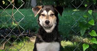 Maybe you would like to learn more about one of these? Watch This Man With A Megaphone Shame A Woman Into Picking Up After Her Dog 95 7 The Hog