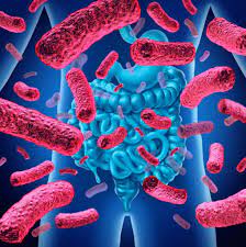 Dadurch dass die sozusagen unfreiwillige pause durch deinen lzz eh nach der 3. Antibiotika Pille Innovall Mikrobiotische Praparate