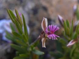 Image result for Polygala kalaboensis