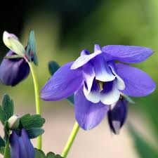 Image result for Aquilegia flabellata ministar