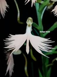 Image result for Habenaria humilior
