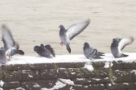 How are these other pigeons consistently beating me time and time again? Pigeon Feeding Feeding To Win Winning Pigeon Racing And Racing Pigeons Strategies Pigeon Insider